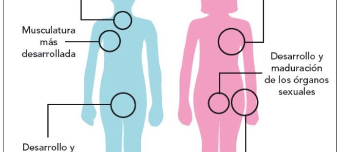 caracteres sexuales secundarios