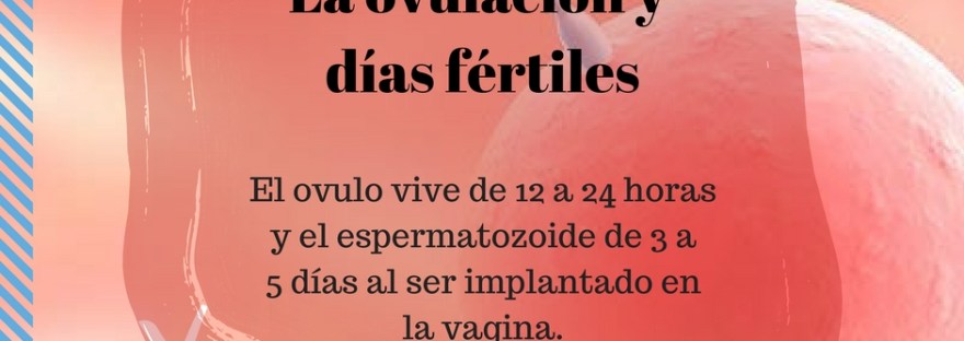 La ovulación y días fértiles