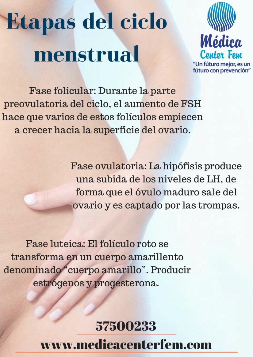 Etapas del ciclo menstrual-2
