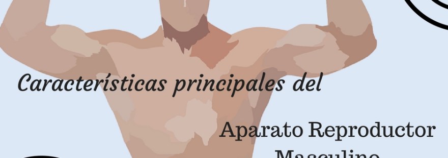 características principales del aparato reproductor masculino