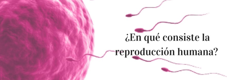 Reproduccion humana